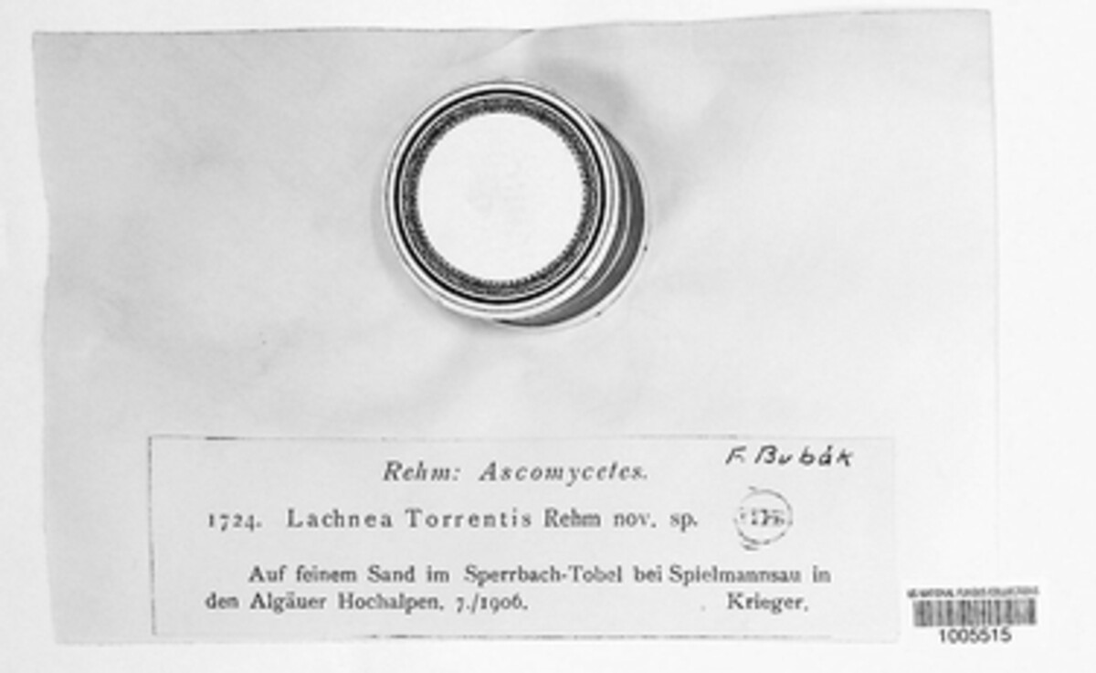 Scutellinia torrentis image